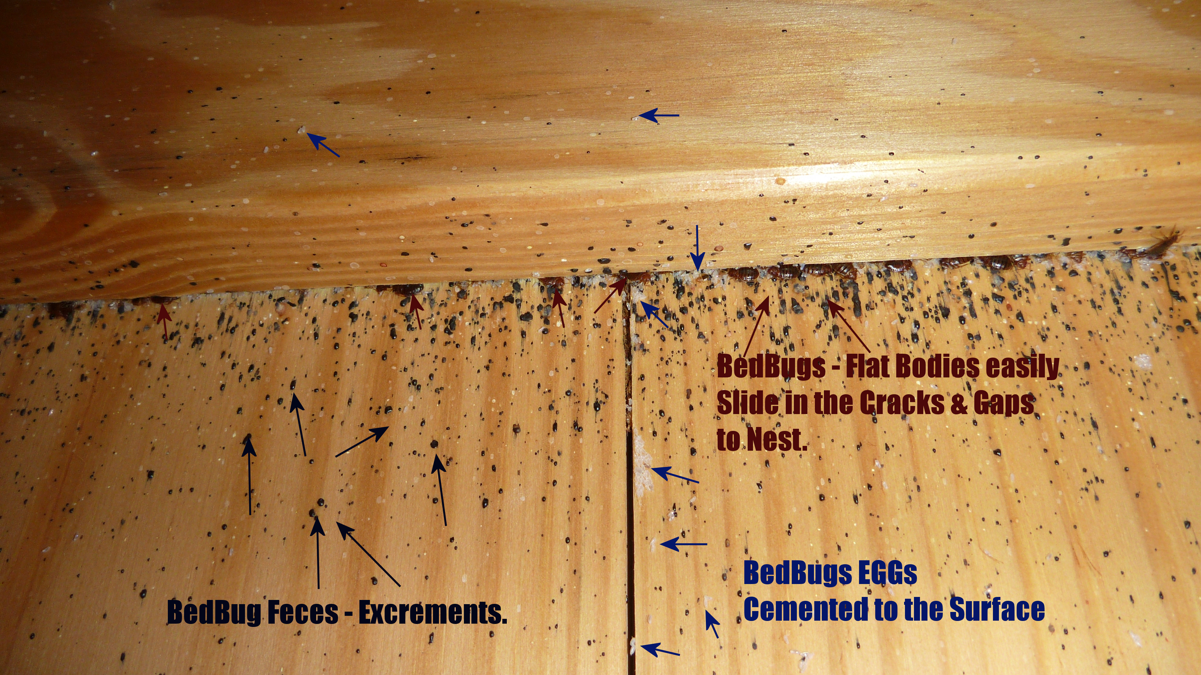 Displaying 19> Images For - What Do Bed Bug Eggs Look Like...