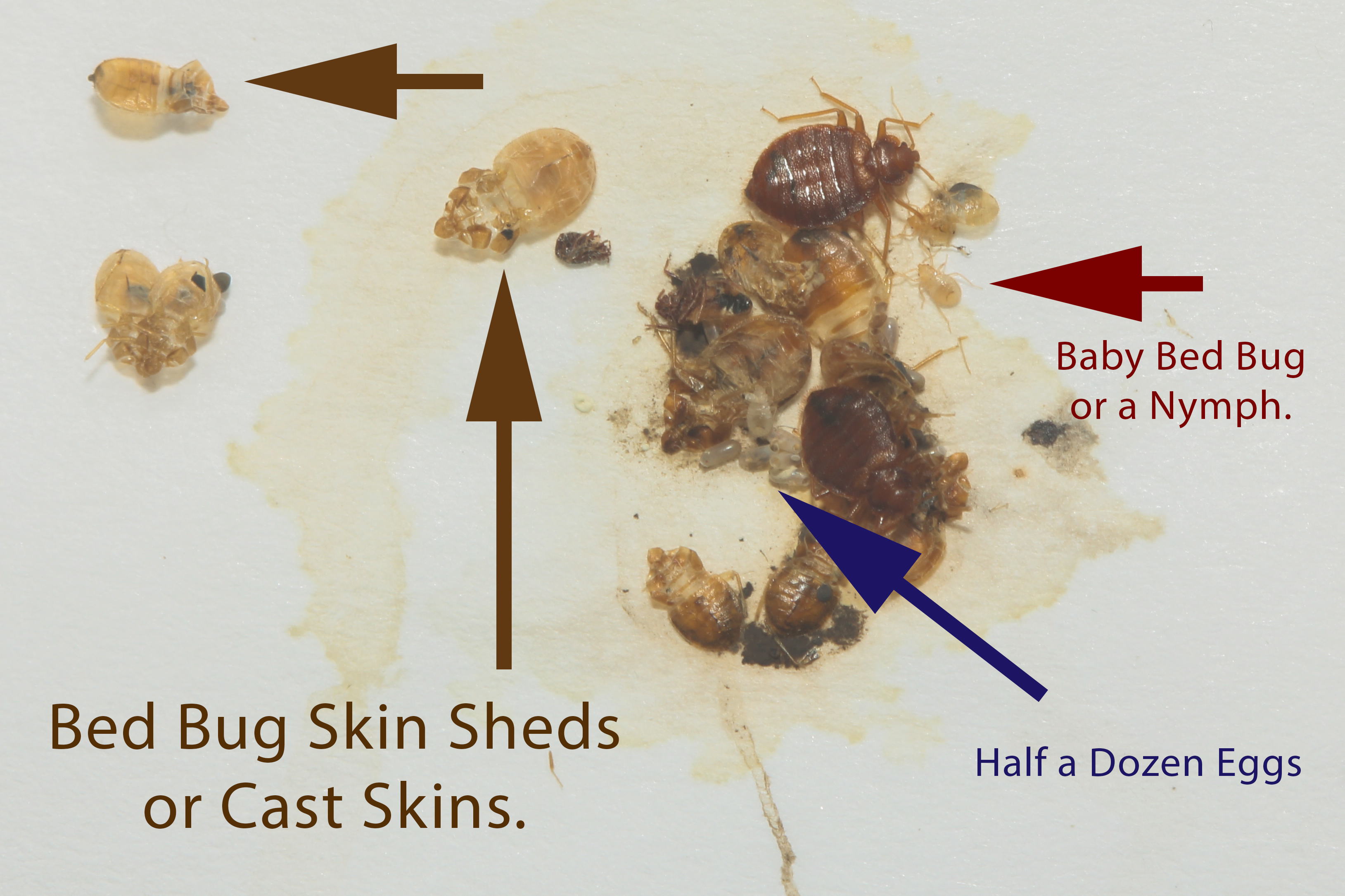 BedBug skin cast or shed skin