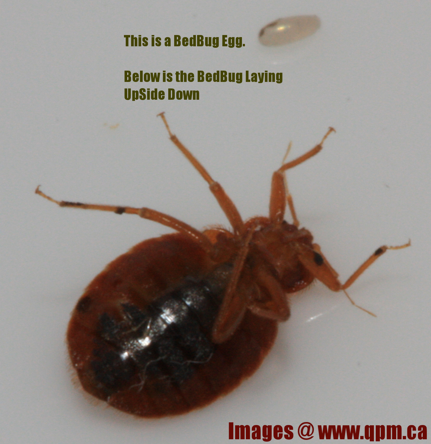 displaying 20 images for bed bug eggs on skin
