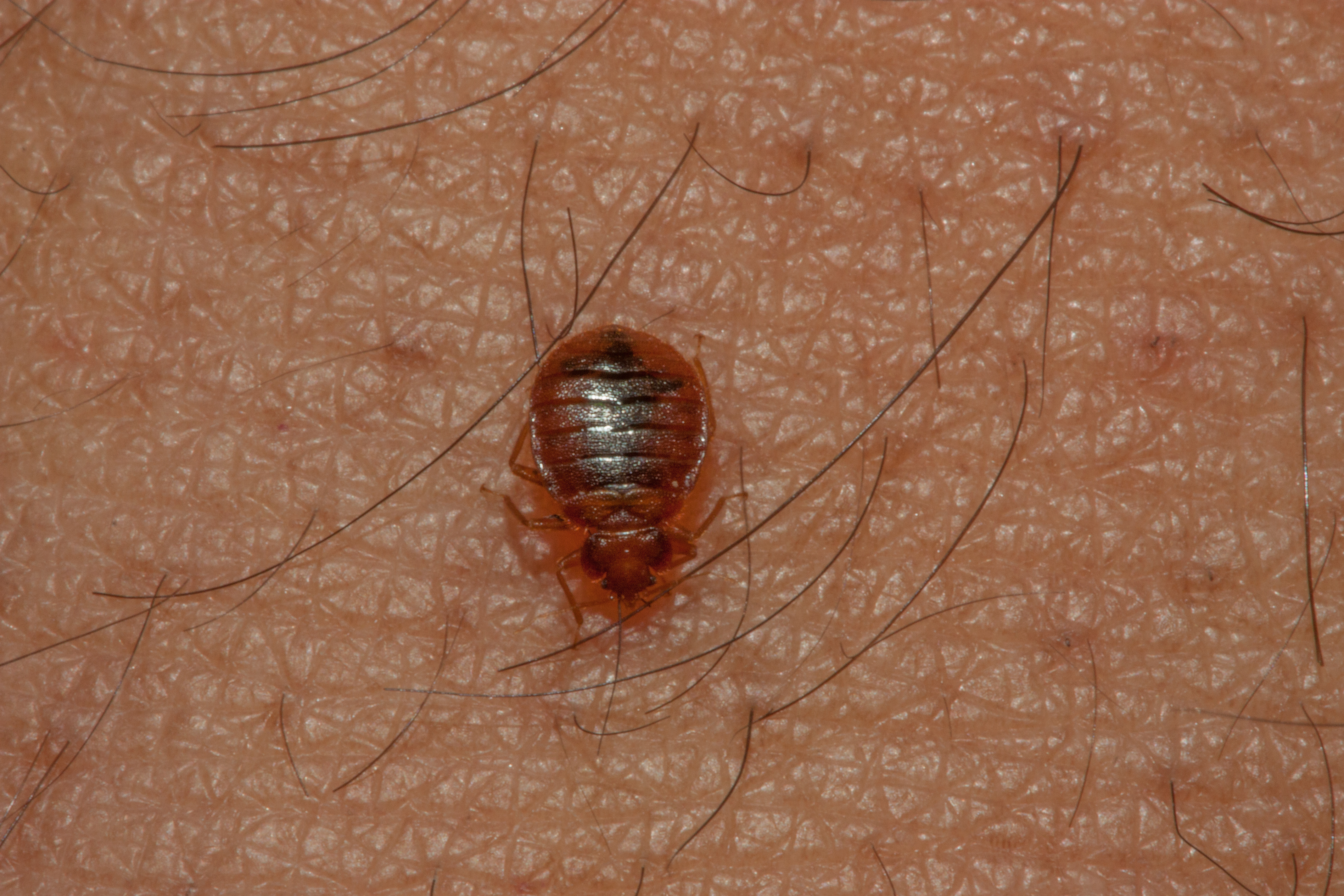Bed Bugs Pictures & Videos | How they look like? - QPM