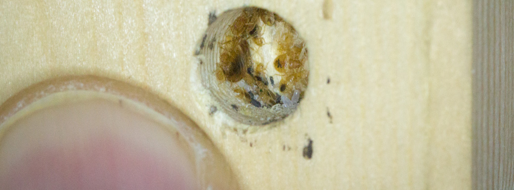 BedBugs nesting in a hole in a bedframe