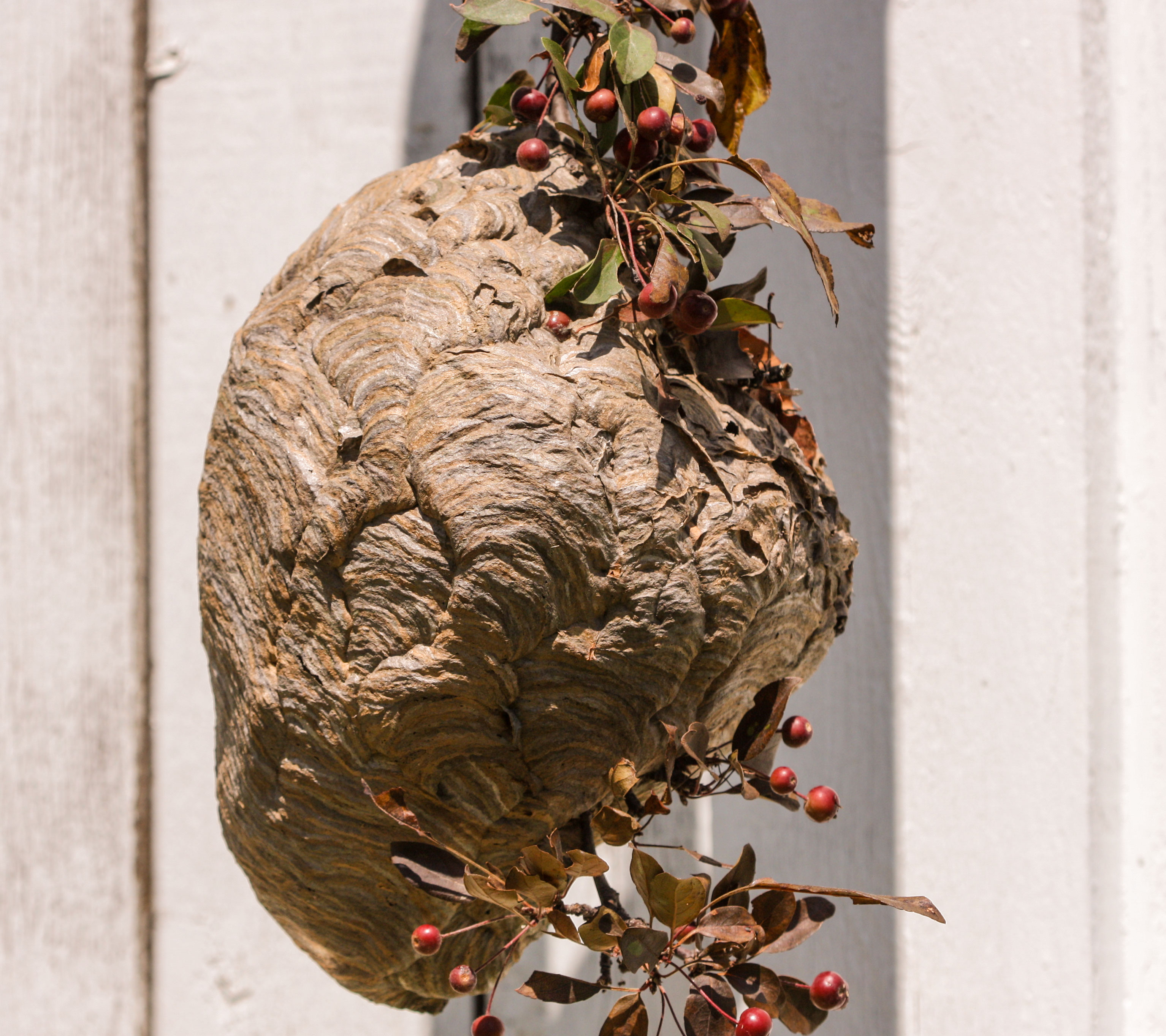 How to get rid of large bees nest in tree