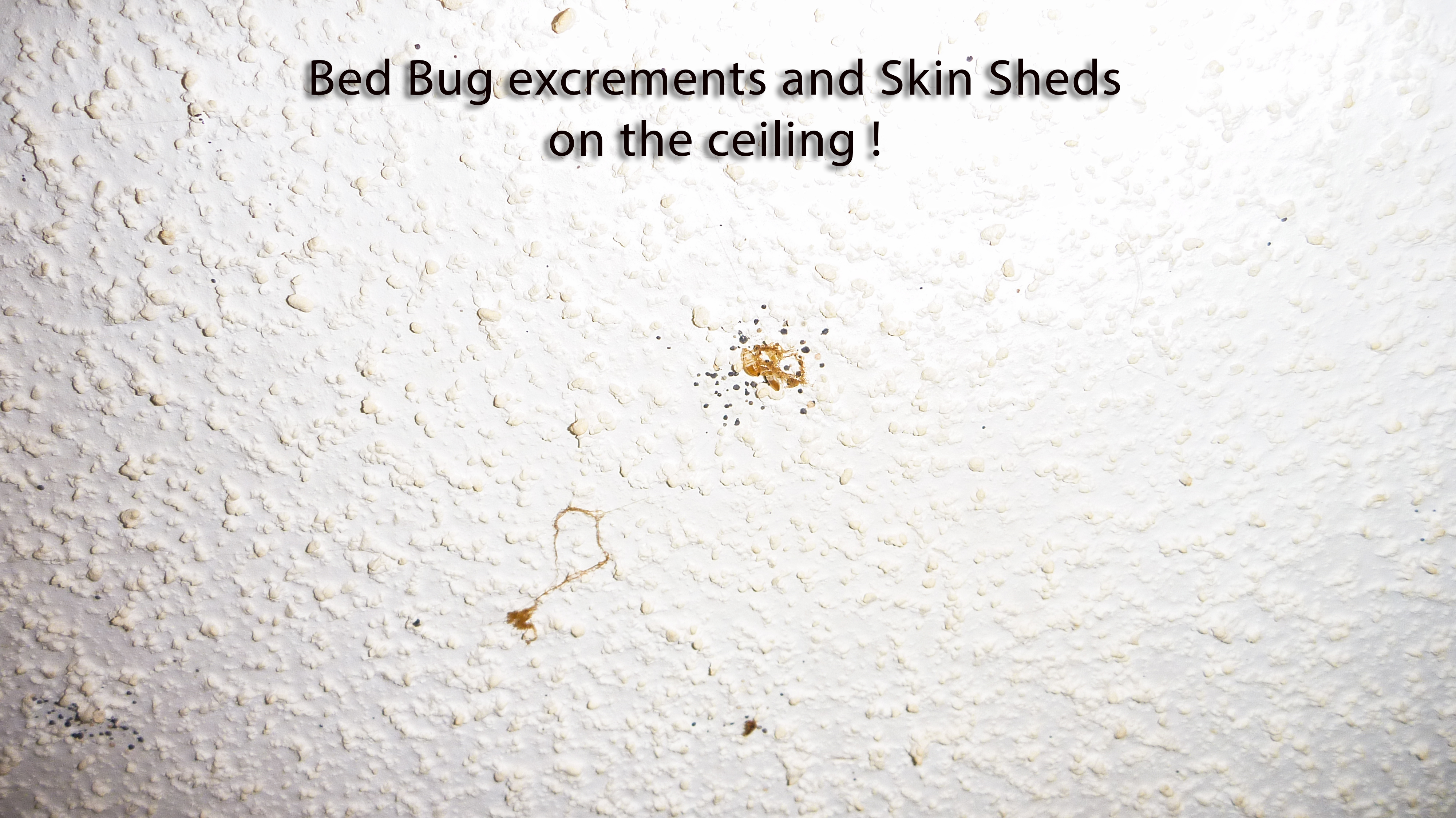 Bed Bugs Skin Sheds and Excrements on the Ceiling: