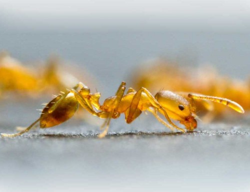 Pharaoh Ants Extermination