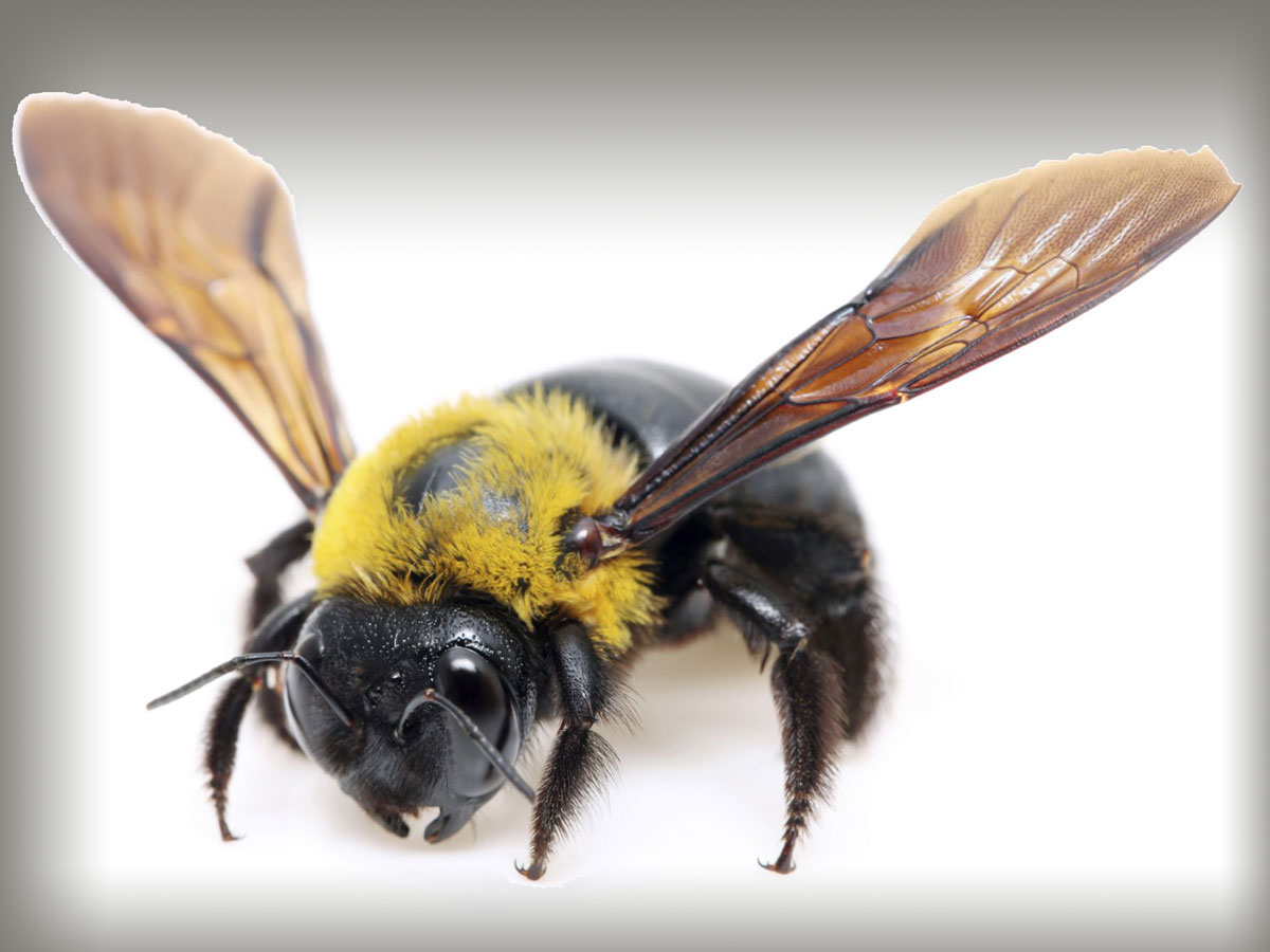 A Carpenter Bee