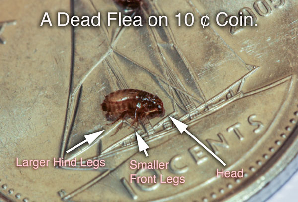 A dead Flea