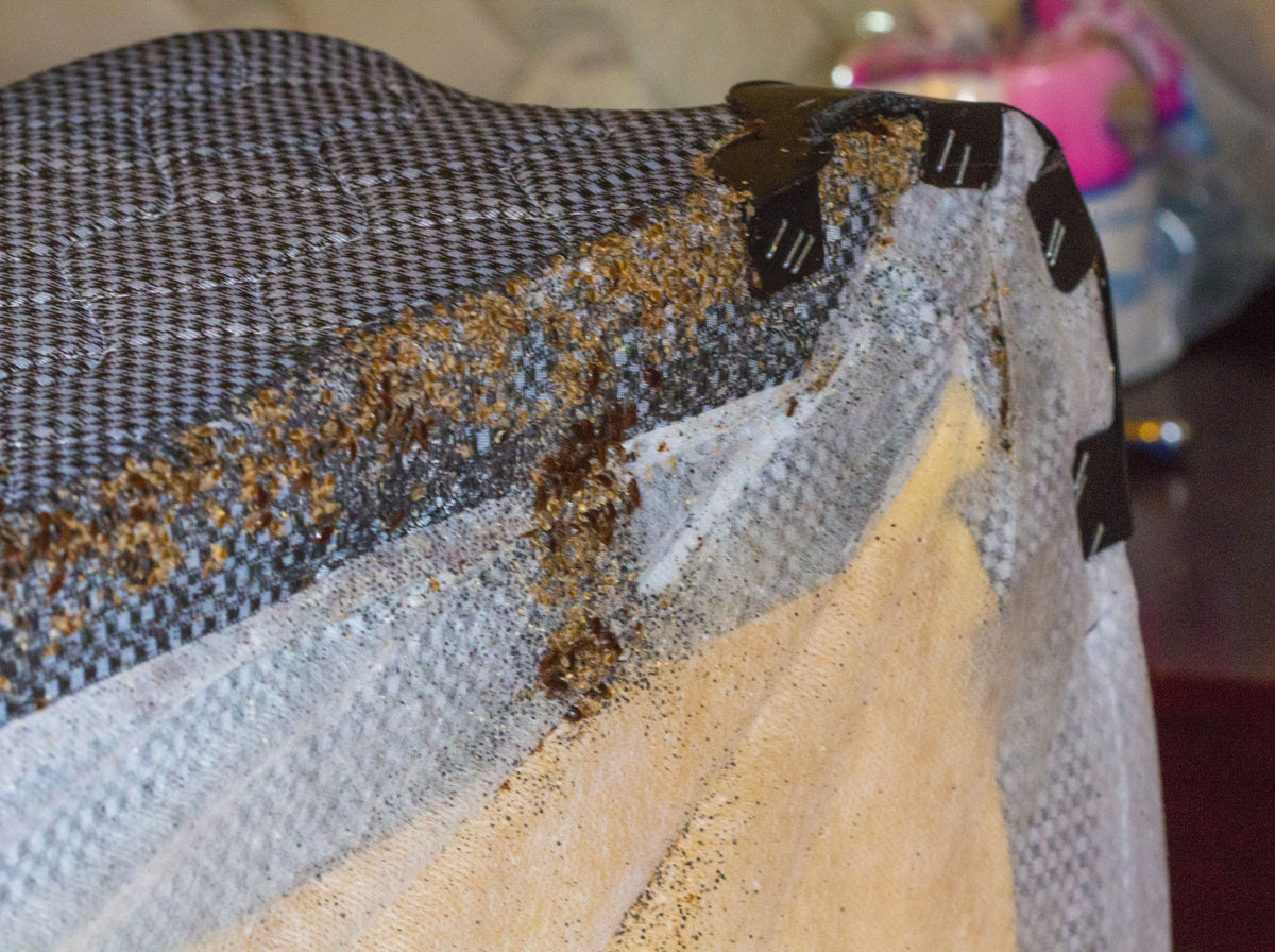 Hundreds of Bed Bugs on the underside of a Box Spring