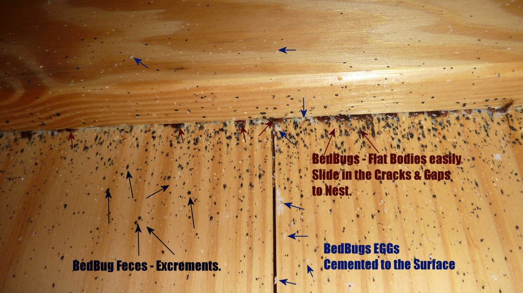 Bed Bug Feces, Skin Sheds, and Eggs