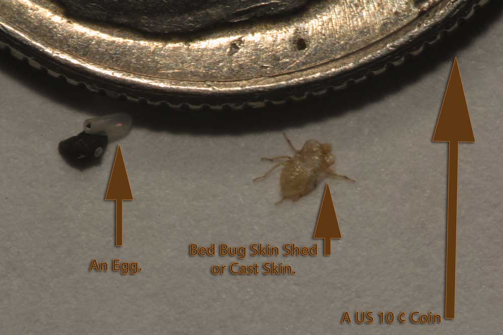 Bed Bug Skin Shed and Egg