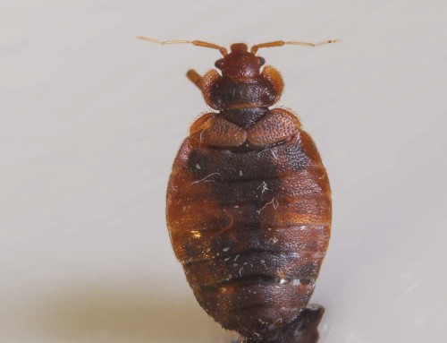 Bed Bugs FAQs