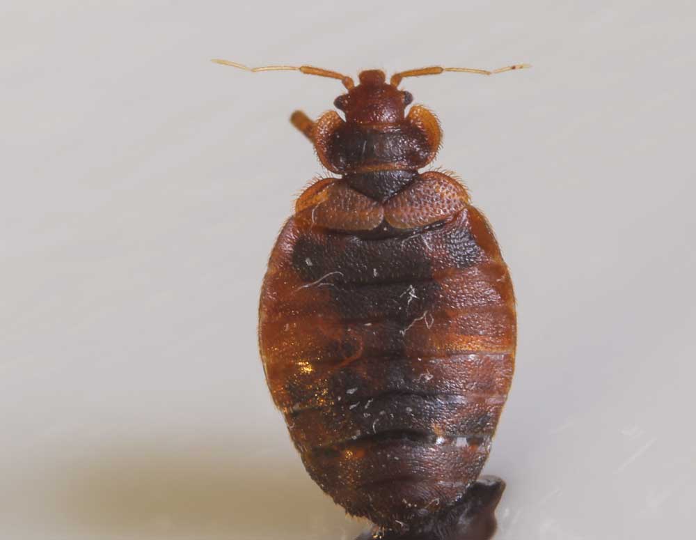 Bedbugs Pictures Slideshow: What Do Bedbugs ... - WebMD