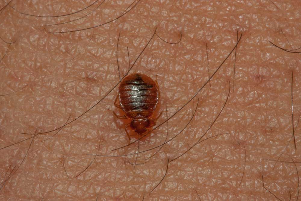 An Adult Bed Bug on Human Skin