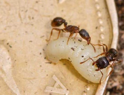 Pavement Ants Extermination