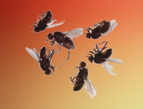 Cluster Flies Extermination
