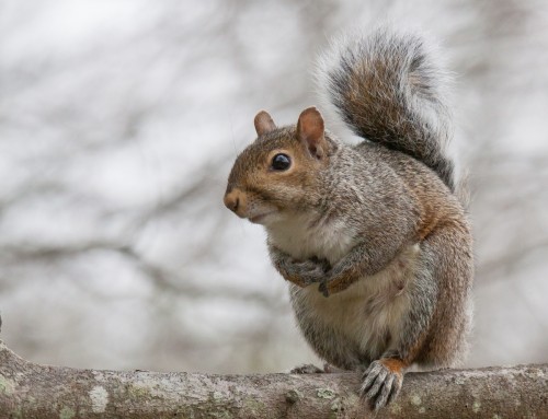 Nuisance Wildlife – a Squirrel
