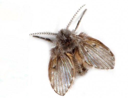 Drain Flies, Sink Flies, Moth Flies or Sewer Gnats – Pest Control and Extermination