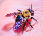 CARPENTER Bee