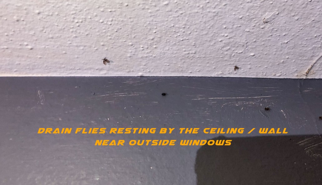 Drain Flies resting by the ceiling / wall near outside windows