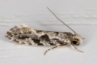 European Grain Moth Nemapogon.granella.7579