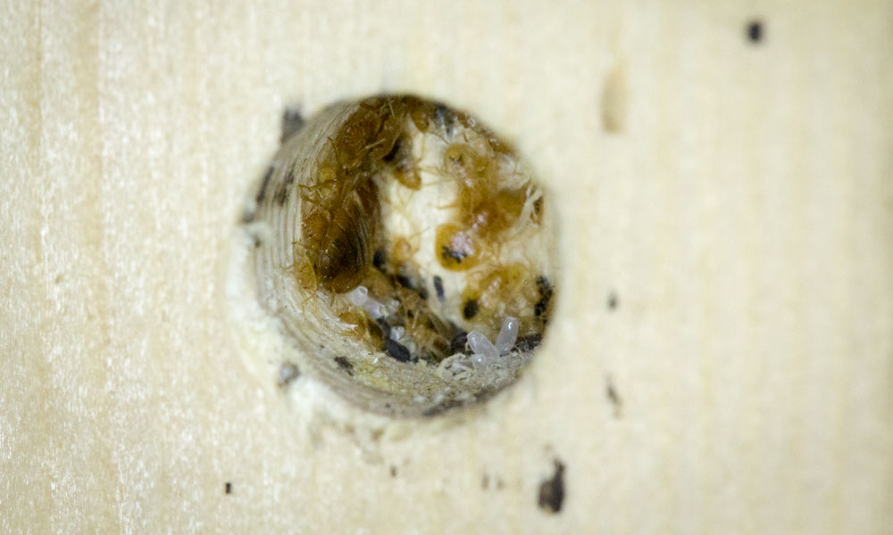 An adult bed Bug and dozens of Eggs in a factory made hole