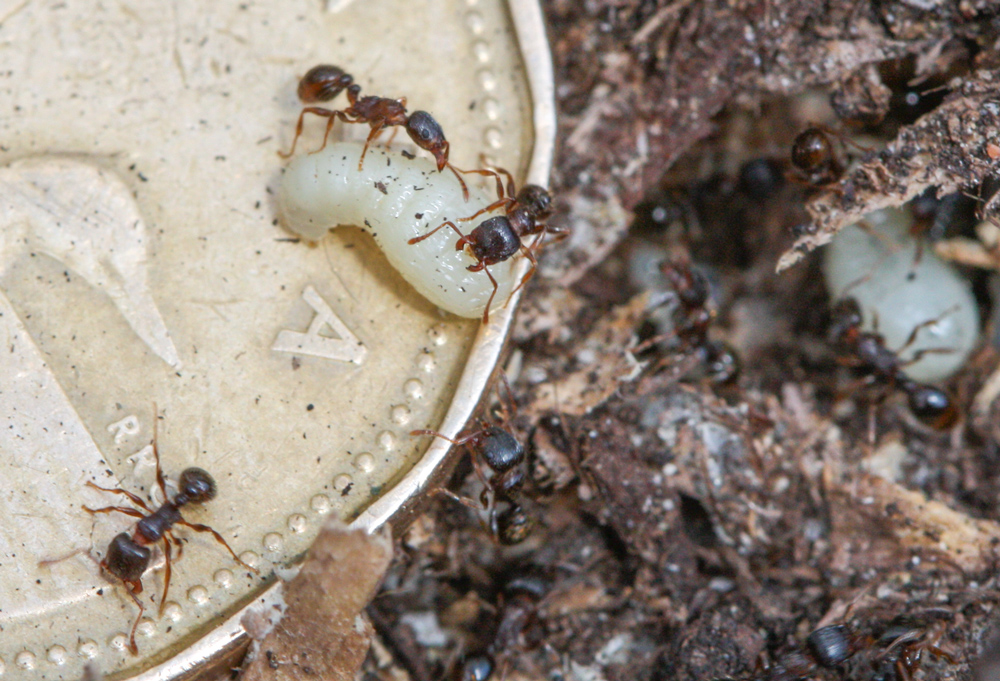 Pavement Ants taking care of pupae