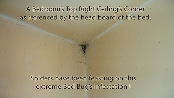 Top Right Corner of bed Room - Bed Bugs nesting in most inhospitable spot