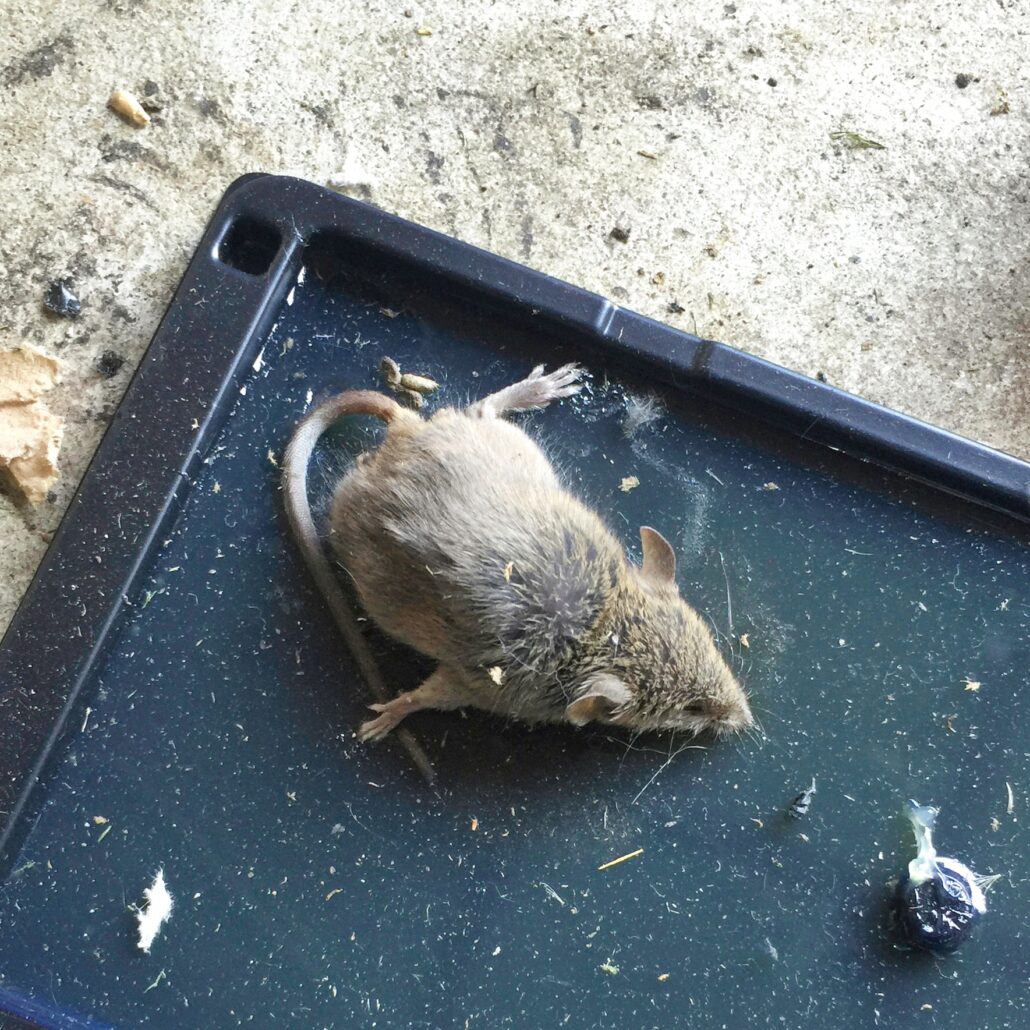 A house mouse caught on Glue board in Ajax - Durham Region